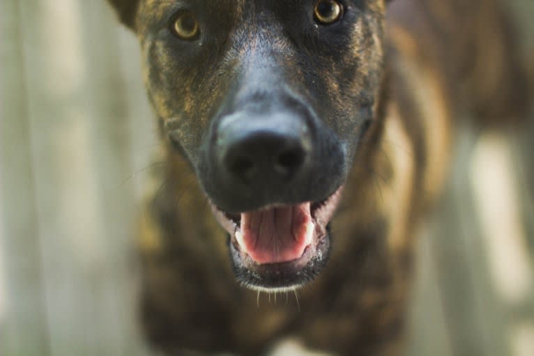 Mitten, an American Pit Bull Terrier and German Shepherd Dog mix tested with EmbarkVet.com