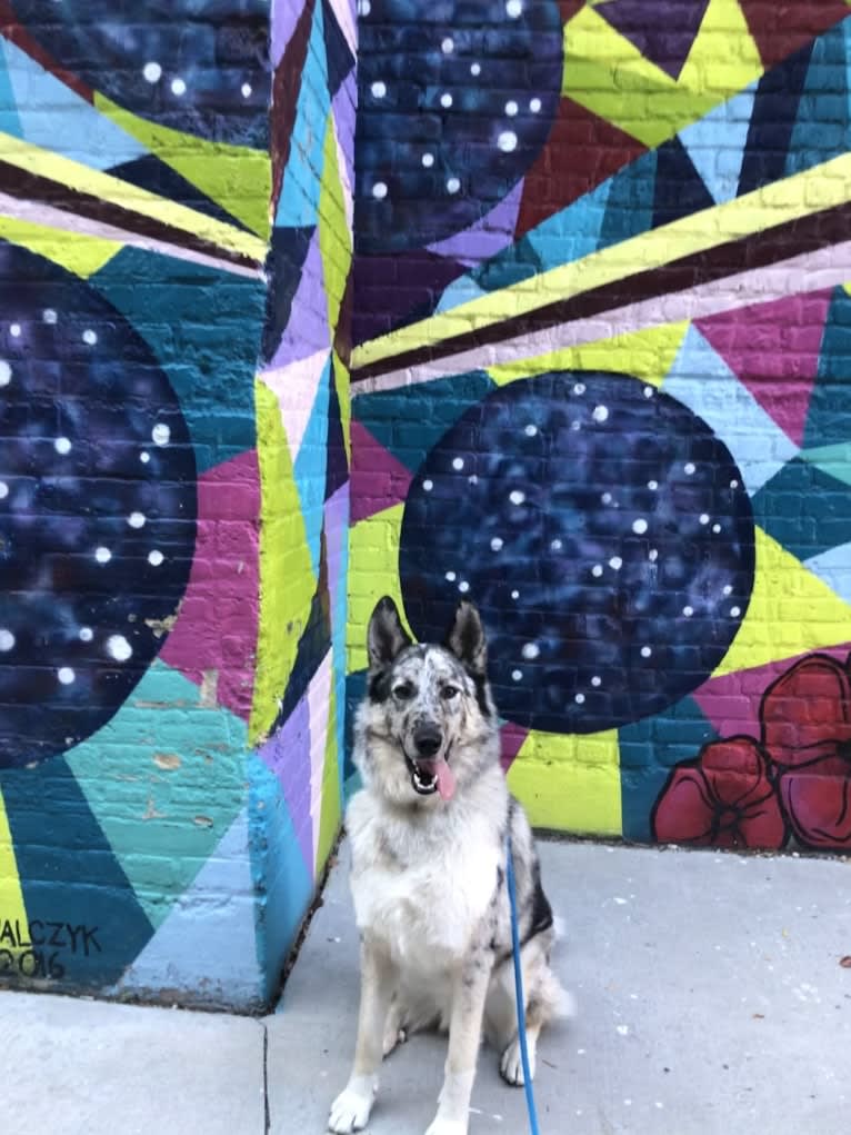 Cooper, a Collie and Norwegian Elkhound mix tested with EmbarkVet.com