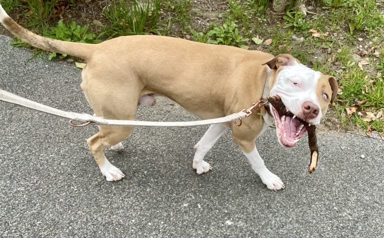 MEGA II, an American Pit Bull Terrier tested with EmbarkVet.com