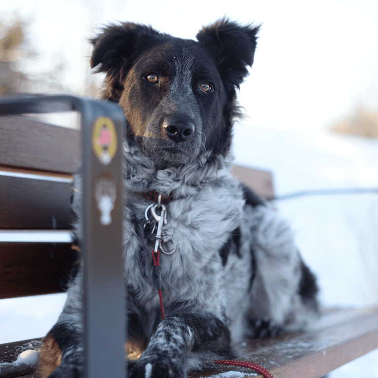 Hermes, an Australian Cattle Dog and Maremma Sheepdog mix tested with EmbarkVet.com