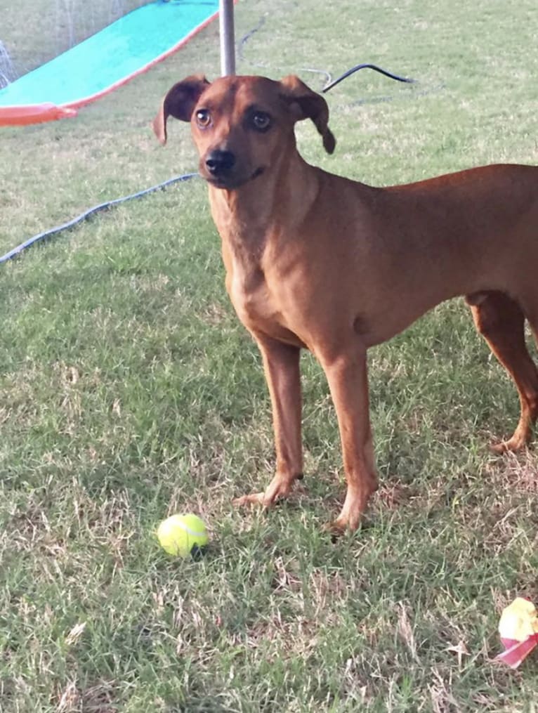 Preston, a Miniature Pinscher and Dachshund mix tested with EmbarkVet.com