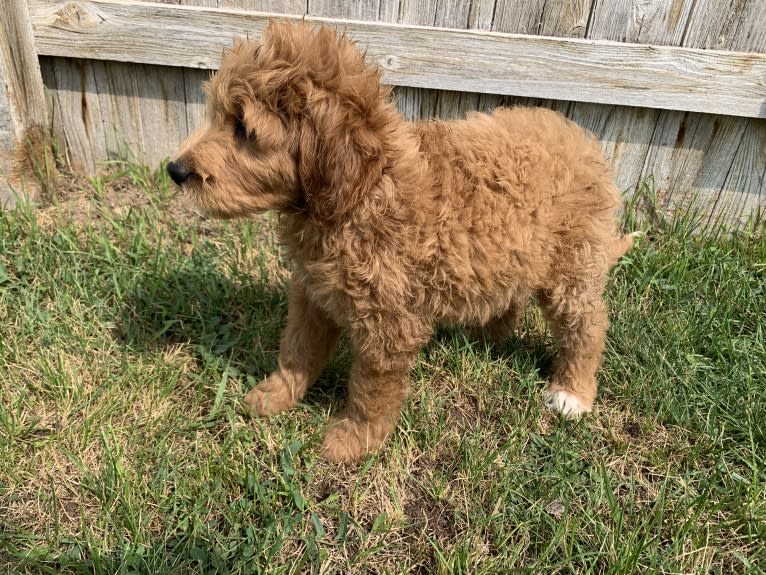 Black Collar, a Goldendoodle tested with EmbarkVet.com