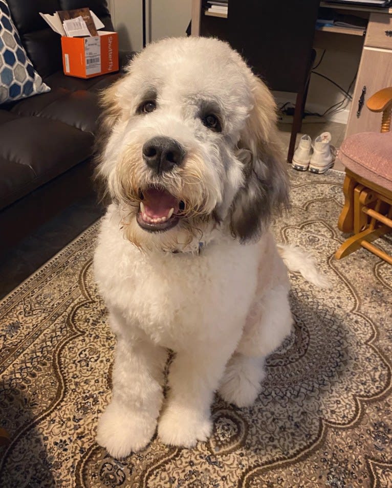 Moose, a St. Berdoodle tested with EmbarkVet.com