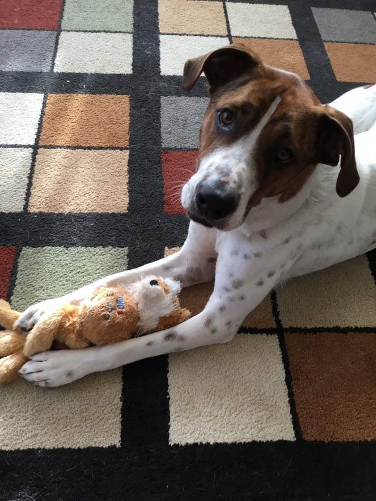 Dean Martin, a Boxer and Australian Cattle Dog mix tested with EmbarkVet.com