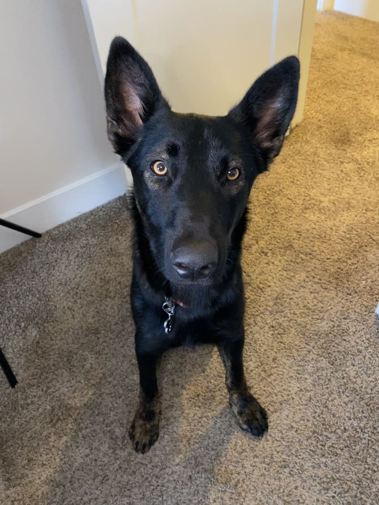 Ronan, a German Shepherd Dog and Belgian Malinois mix tested with EmbarkVet.com