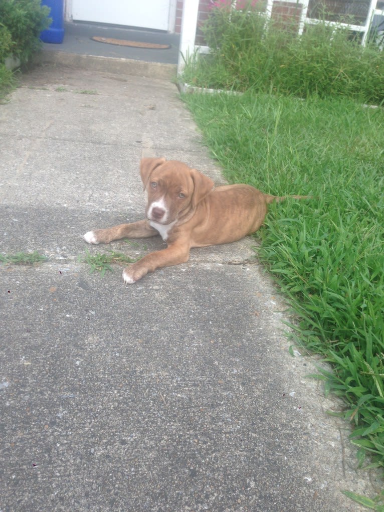 Buttercup, an American Pit Bull Terrier and Labrador Retriever mix tested with EmbarkVet.com