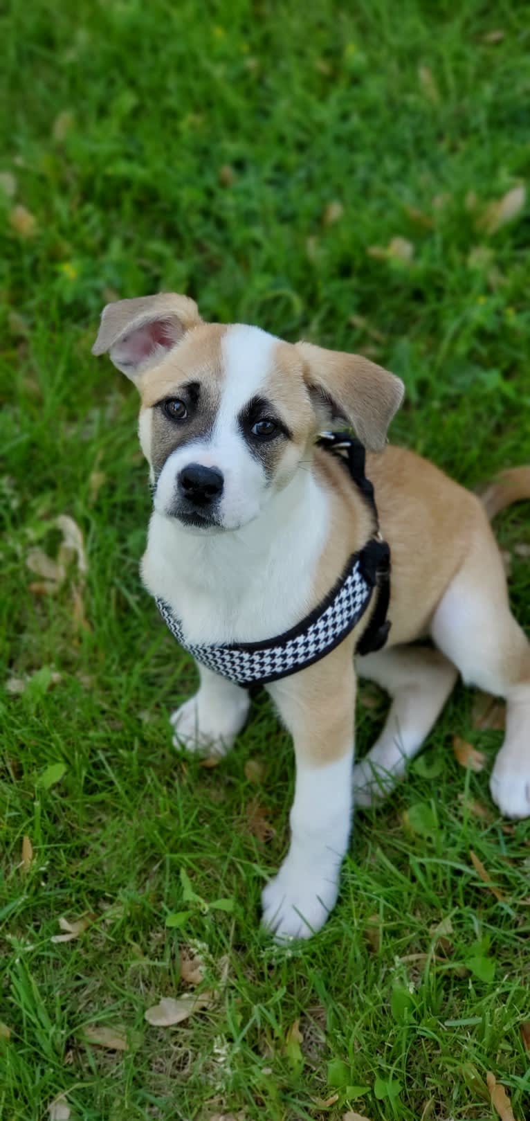 Tashi, an American Pit Bull Terrier and Akita mix tested with EmbarkVet.com