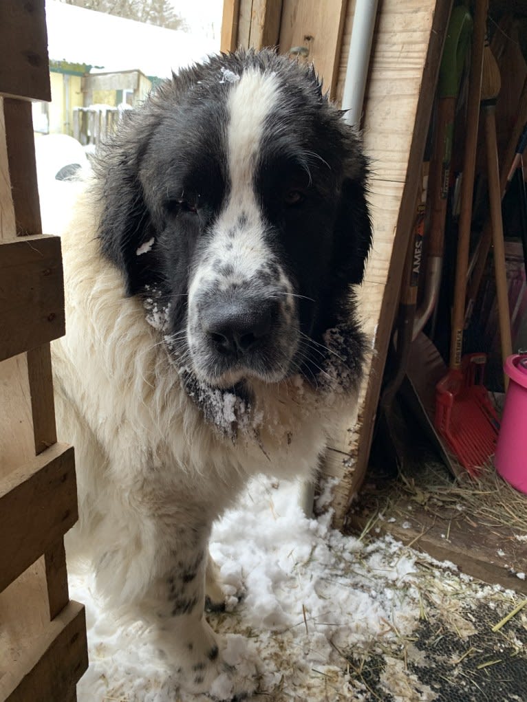 Lois Mamariga, a Pyrenean Mastiff tested with EmbarkVet.com