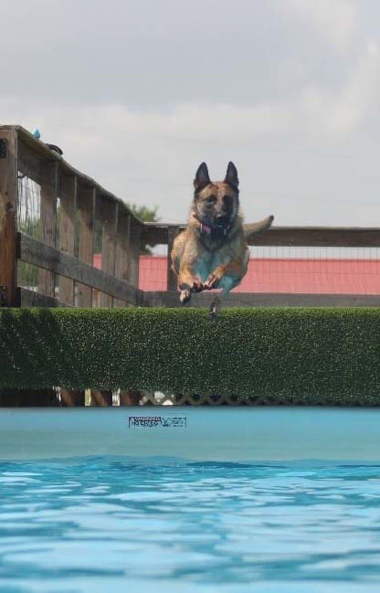 Elle, a Belgian Shepherd tested with EmbarkVet.com