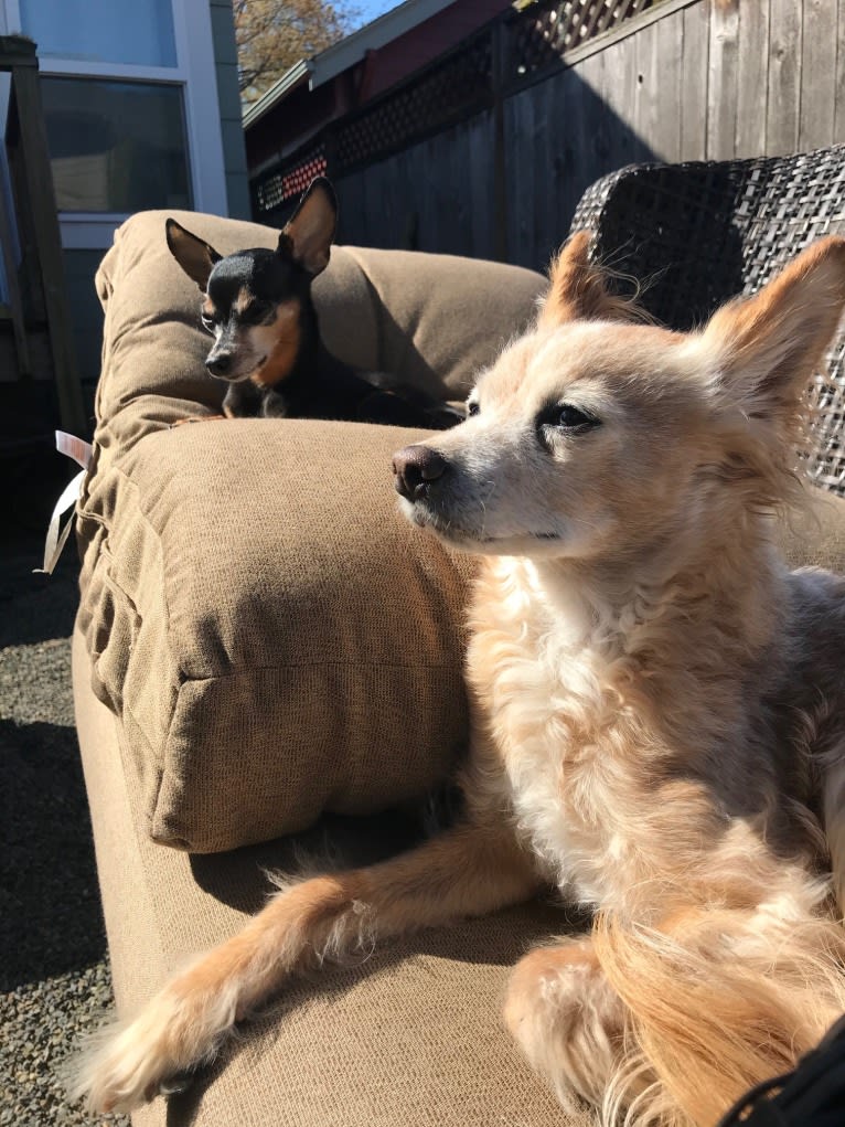 Ash, a Chihuahua and Poodle (Small) mix tested with EmbarkVet.com