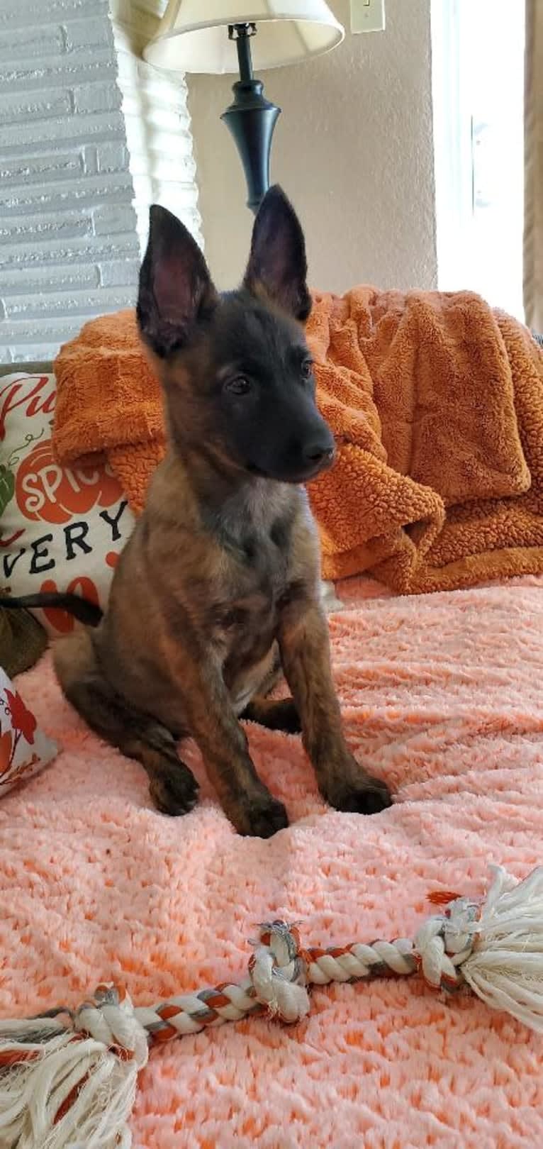 Ripley, a Dutch Shepherd tested with EmbarkVet.com