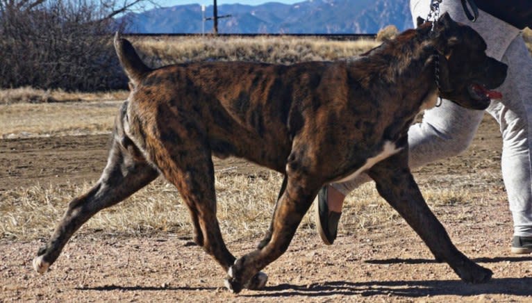 Thoryn, an American Bulldog and Cane Corso mix tested with EmbarkVet.com