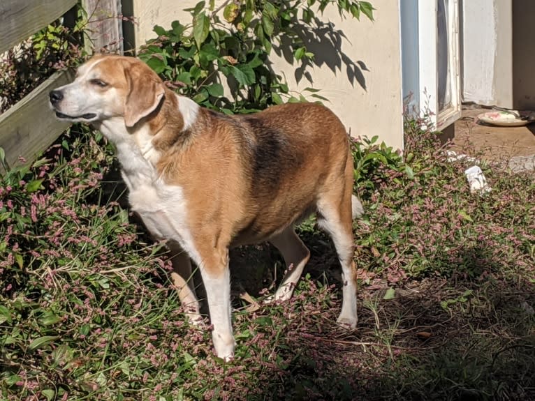 Brie, an American Foxhound tested with EmbarkVet.com