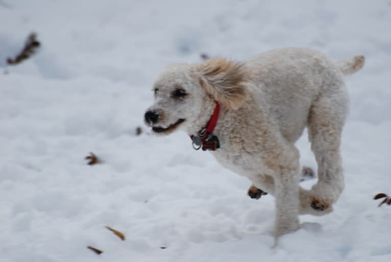 Fig, a Soft Coated Wheaten Terrier and Miniature Schnauzer mix tested with EmbarkVet.com