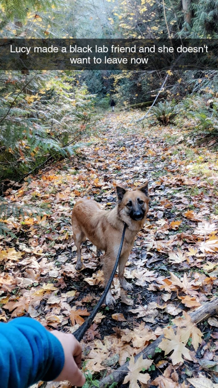 Lucy, an Arabian Village Dog tested with EmbarkVet.com