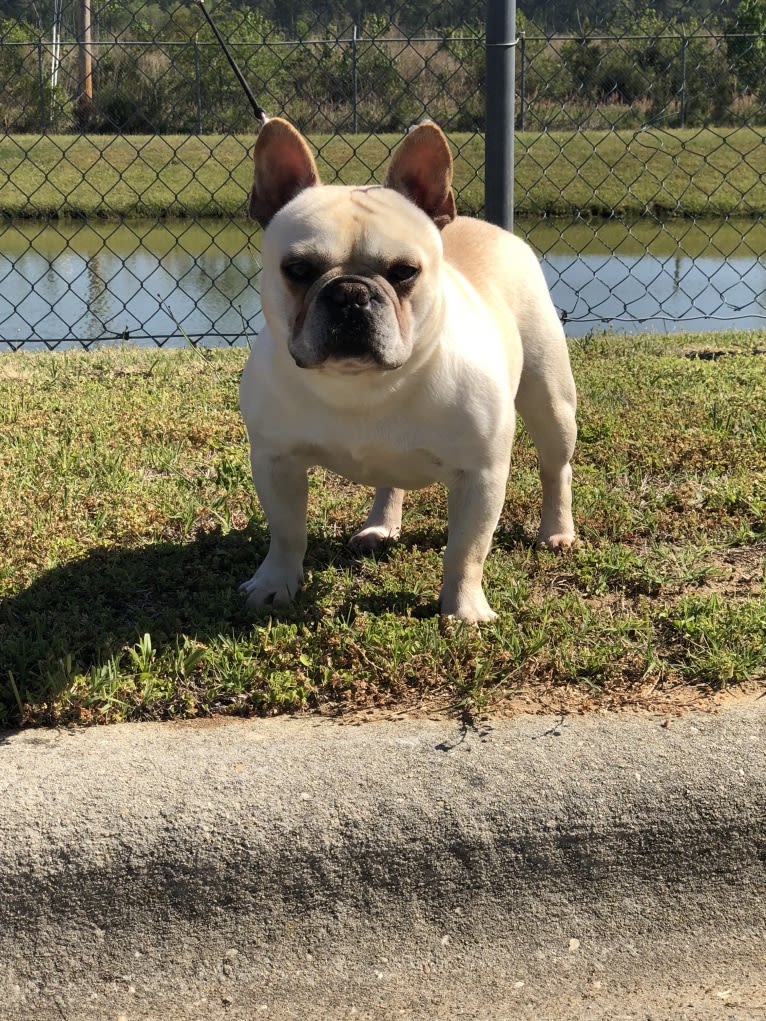 Tres Chic Doing Us Justice, a French Bulldog tested with EmbarkVet.com