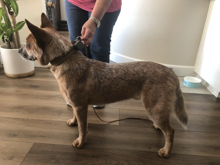 Fig, an Australian Cattle Dog tested with EmbarkVet.com