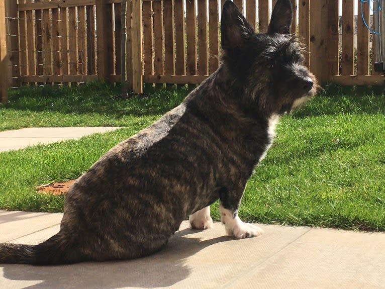 Link, a Pembroke Welsh Corgi and West Highland White Terrier mix tested with EmbarkVet.com