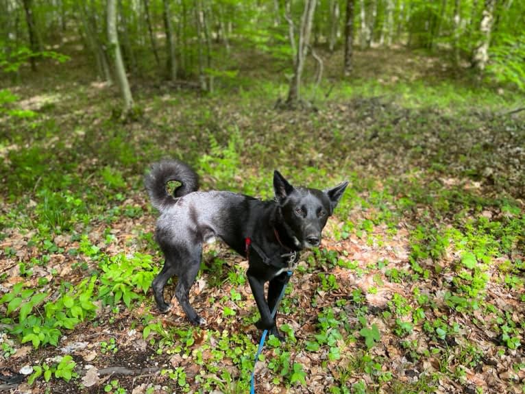 Chesley, a Canaan Dog tested with EmbarkVet.com