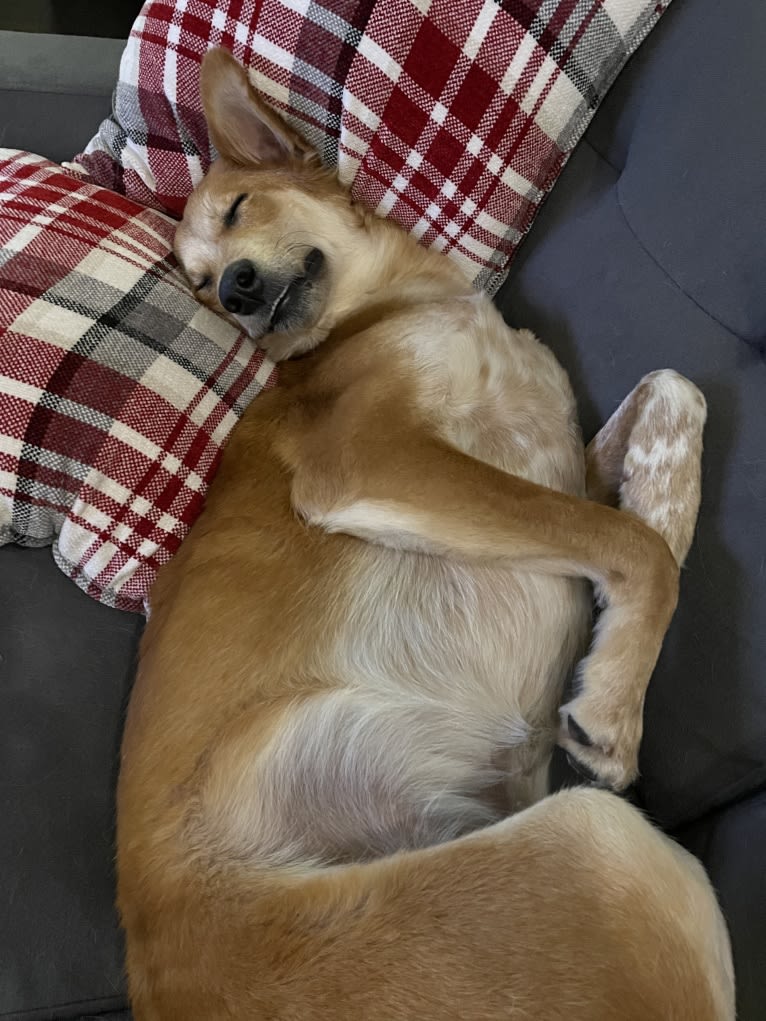 Cooper, a South Asian Village Dog tested with EmbarkVet.com