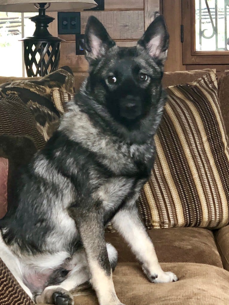 Tucker, a Norwegian Elkhound tested with EmbarkVet.com