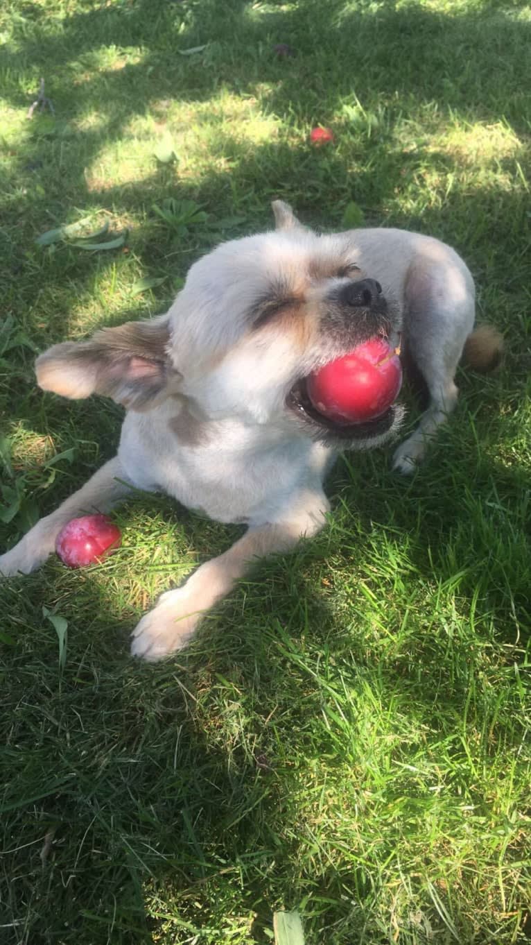 Desi, a Pomeranian and Shih Tzu mix tested with EmbarkVet.com