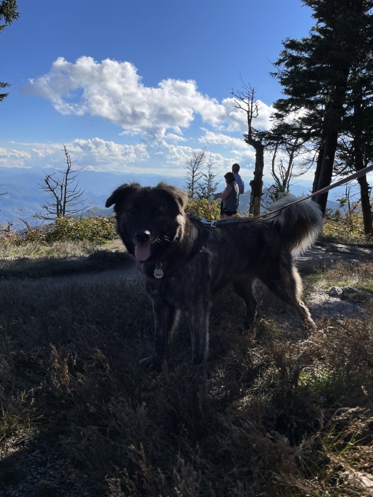 Juno, a Norwegian Elkhound and American Pit Bull Terrier mix tested with EmbarkVet.com