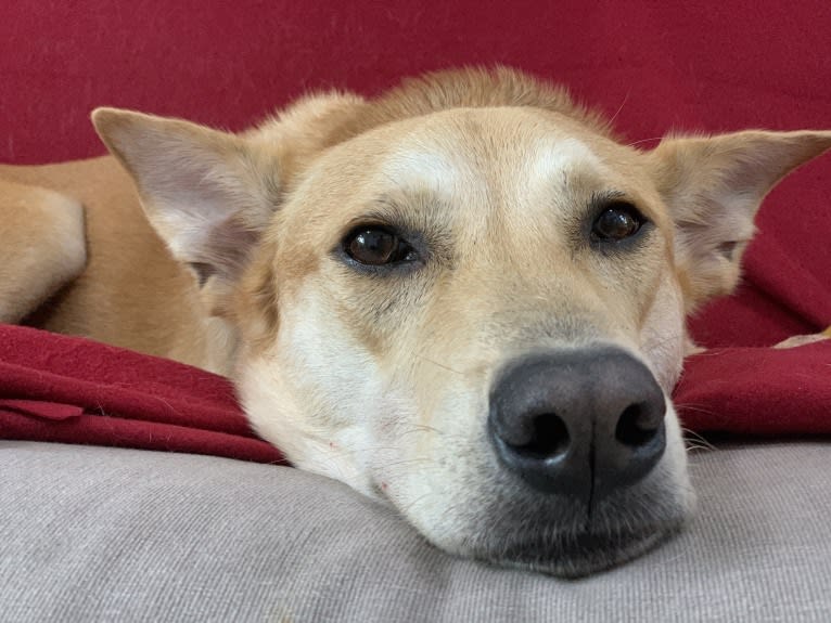 Becky, a Southeast Asian Village Dog tested with EmbarkVet.com