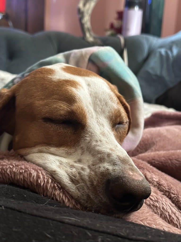 Texie, a Pointer and Llewellin Setter mix tested with EmbarkVet.com