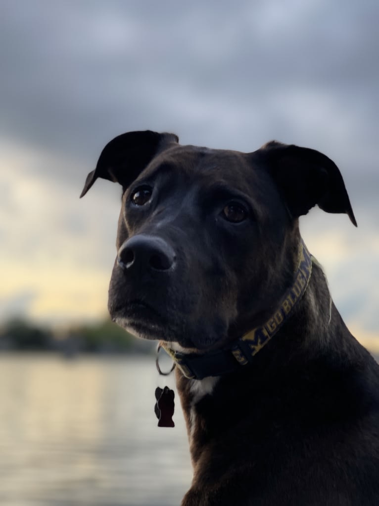 Axel, a Staffordshire Terrier and Rottweiler mix tested with EmbarkVet.com