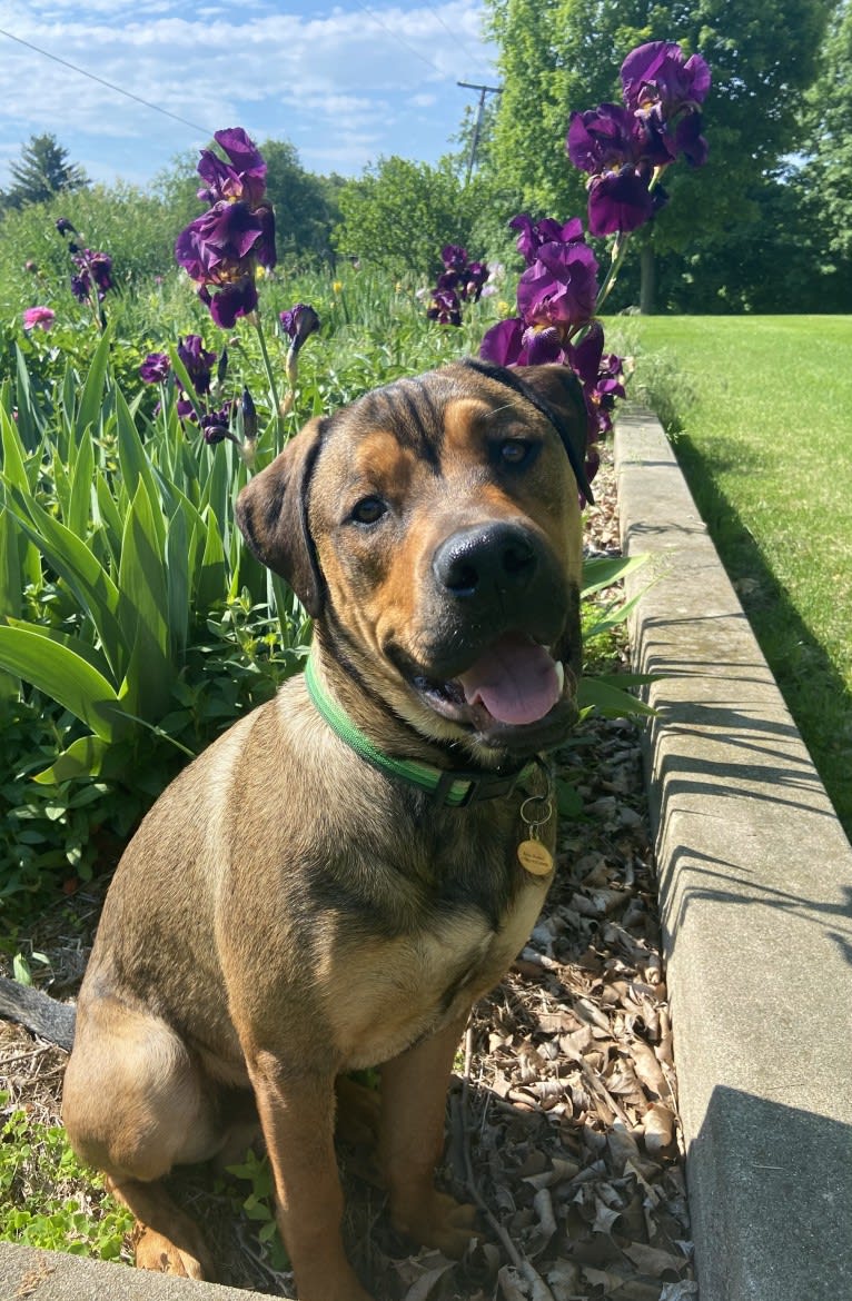 Lenny, a Rottweiler and American Pit Bull Terrier mix tested with EmbarkVet.com