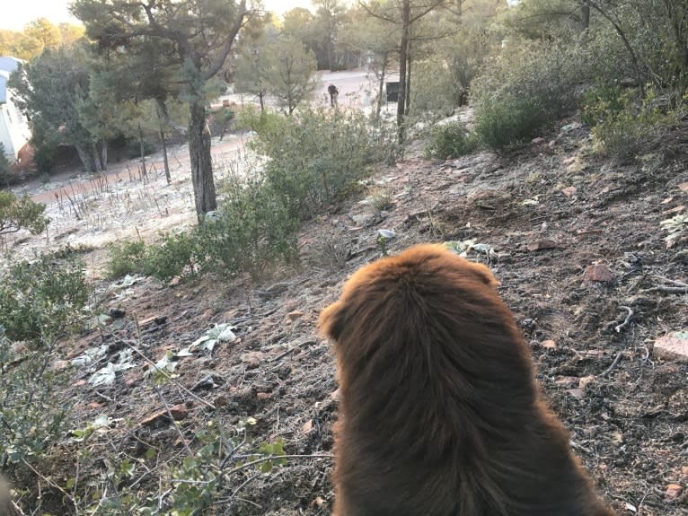 Rosey, a Newfoundland and Siberian Husky mix tested with EmbarkVet.com