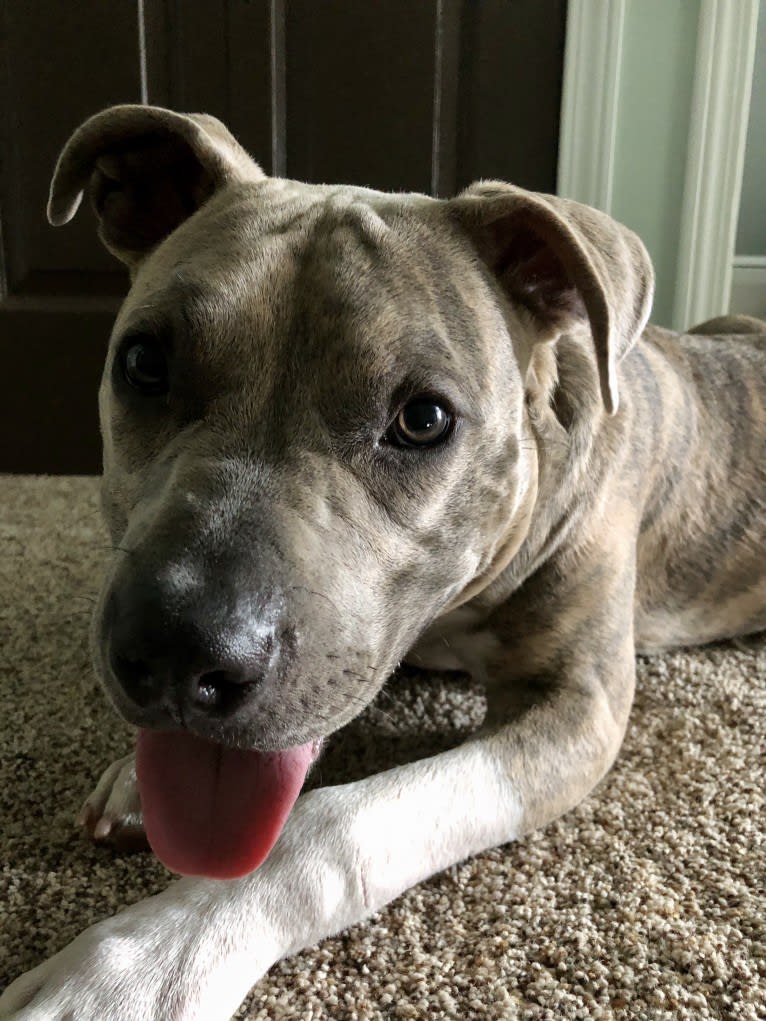 Bulleit Rye, an American Pit Bull Terrier and American Staffordshire Terrier mix tested with EmbarkVet.com