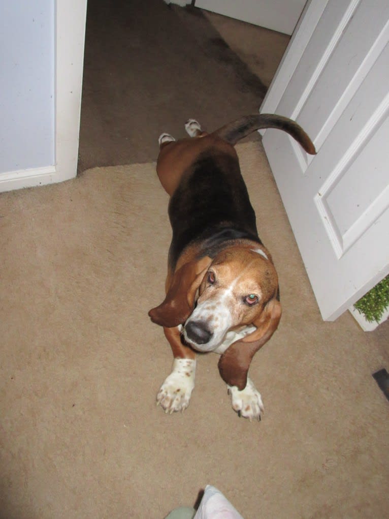 Teddy, a Basset Hound tested with EmbarkVet.com