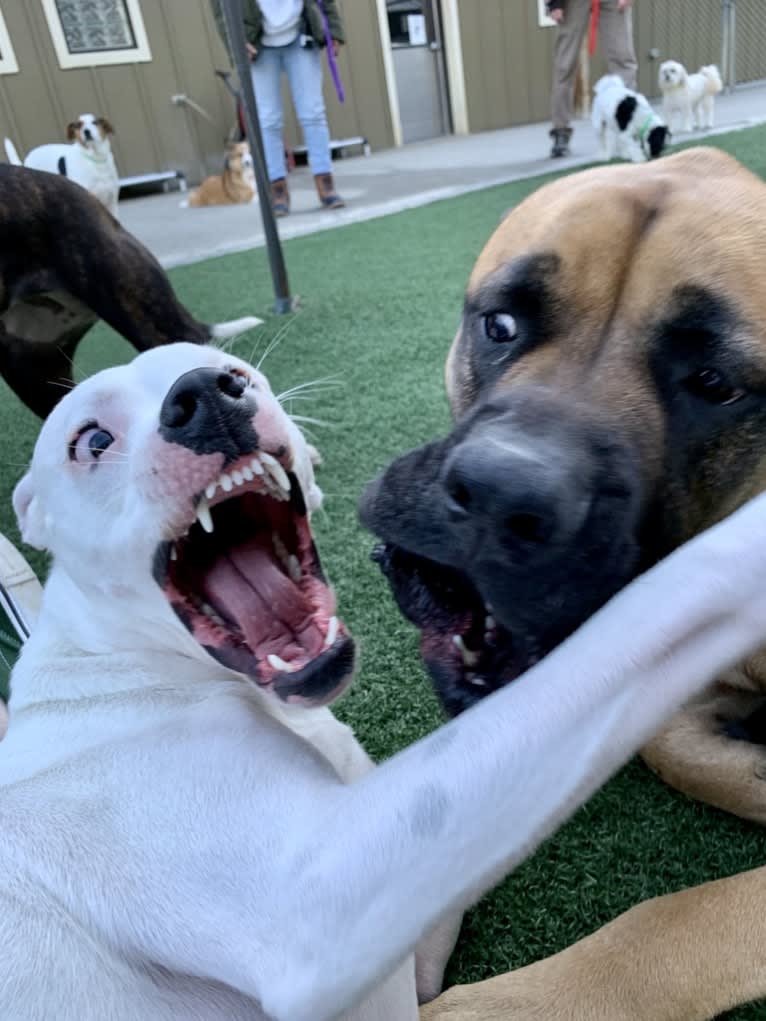 Tiptoe, an American Pit Bull Terrier and Great Pyrenees mix tested with EmbarkVet.com