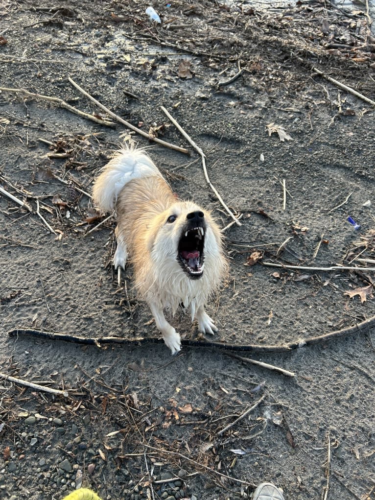 “Oyster” Valhalla’s House of the Rising Sun, an Icelandic Sheepdog tested with EmbarkVet.com