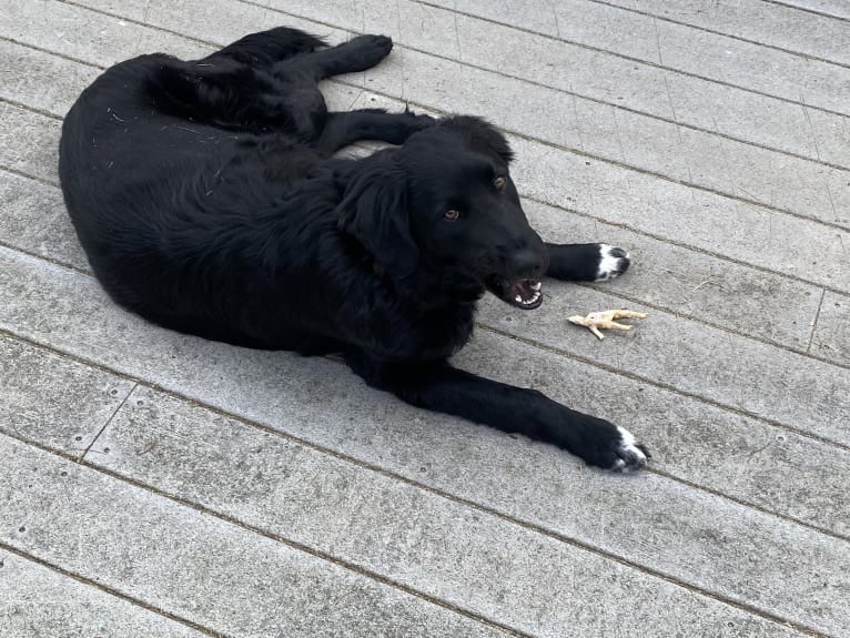 Care Bear Ross, a Labrador Retriever and Australian Cattle Dog mix tested with EmbarkVet.com