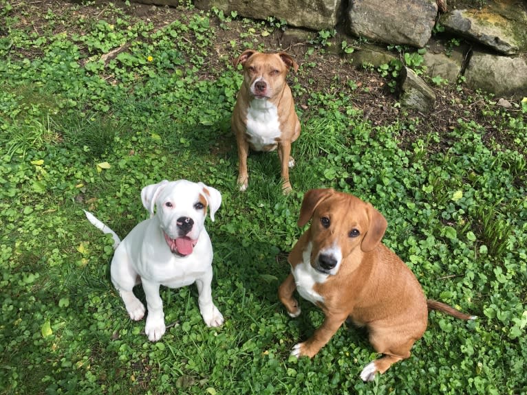 Thorsen, a Boxer and Saint Bernard mix tested with EmbarkVet.com