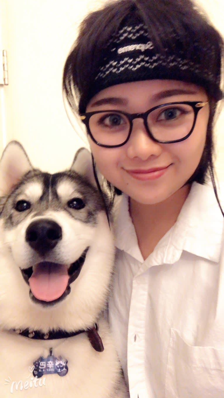 Timber, a Siberian Husky tested with EmbarkVet.com