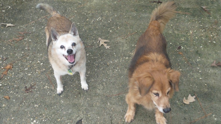 Lassie, a Pomeranian and Rat Terrier mix tested with EmbarkVet.com