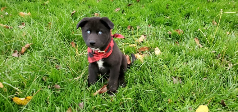 Loki, a Siberian Husky and American Pit Bull Terrier mix tested with EmbarkVet.com