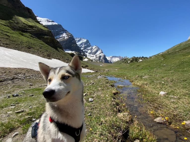 Aslan, a Pomsky tested with EmbarkVet.com