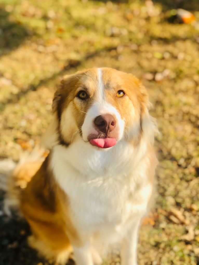 Dakota, an Australian Shepherd and American Pit Bull Terrier mix tested with EmbarkVet.com