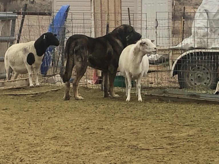 Tiles de Abelgas (Cabo), a Spanish Mastiff tested with EmbarkVet.com