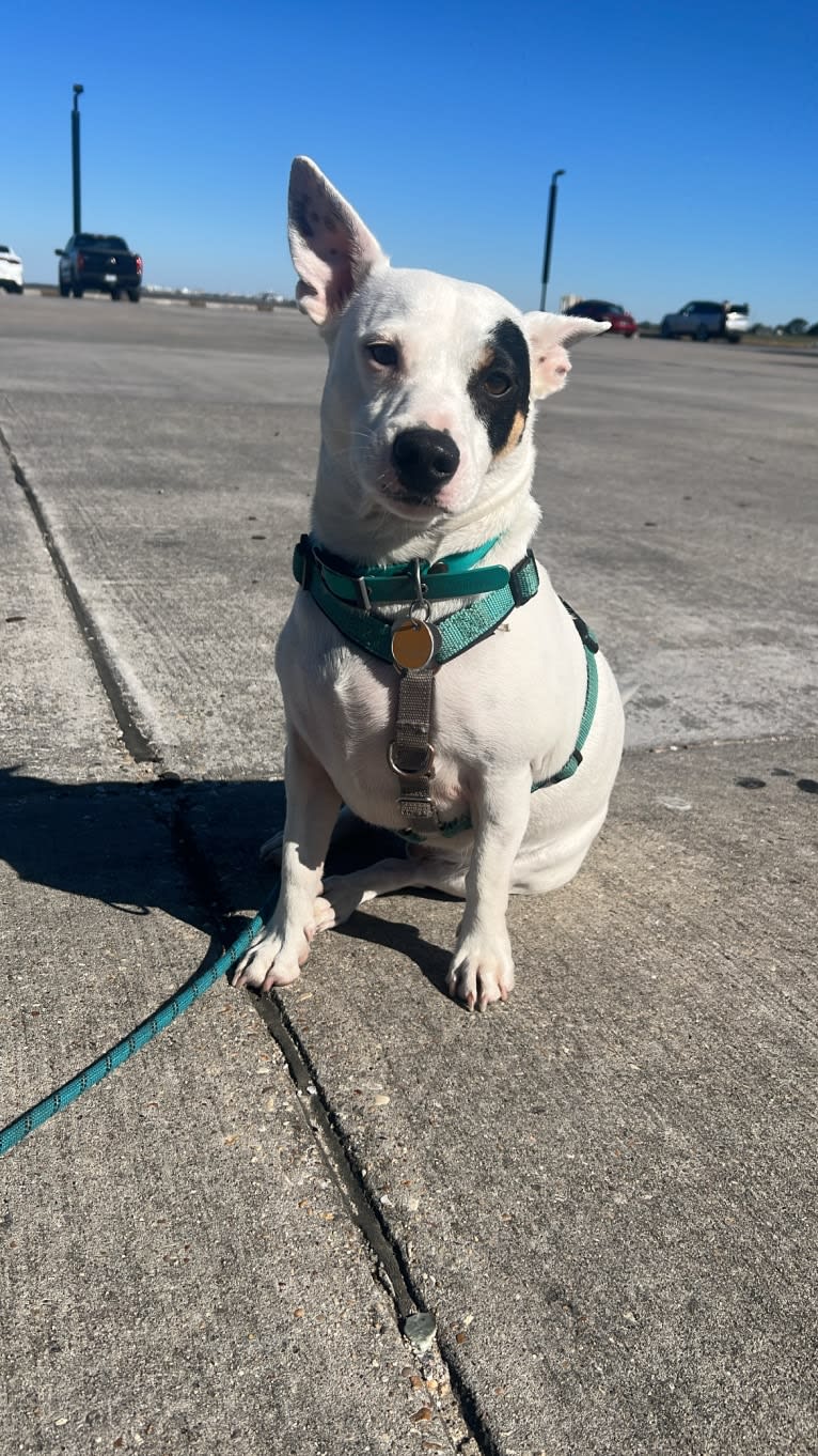 Alfredo, a Rat Terrier and Russell-type Terrier mix tested with EmbarkVet.com