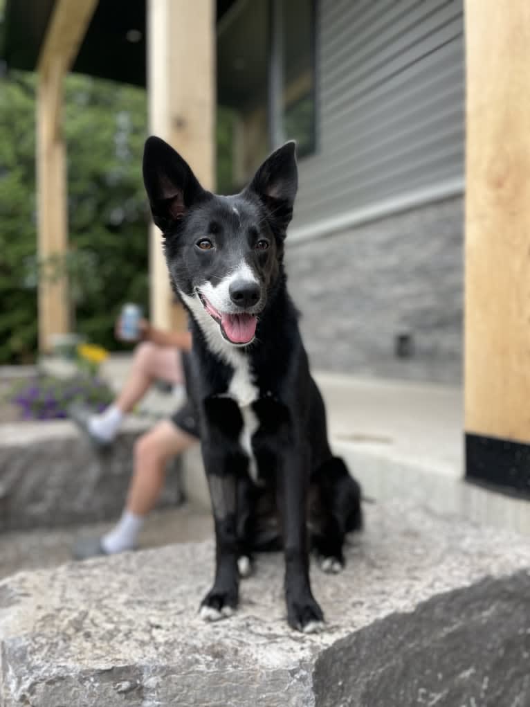 Trixie, a German Shepherd Dog and Russell-type Terrier mix tested with EmbarkVet.com