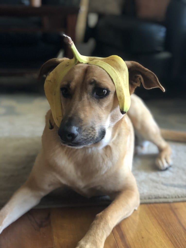 Momo, a German Shepherd Dog and Labrador Retriever mix tested with EmbarkVet.com