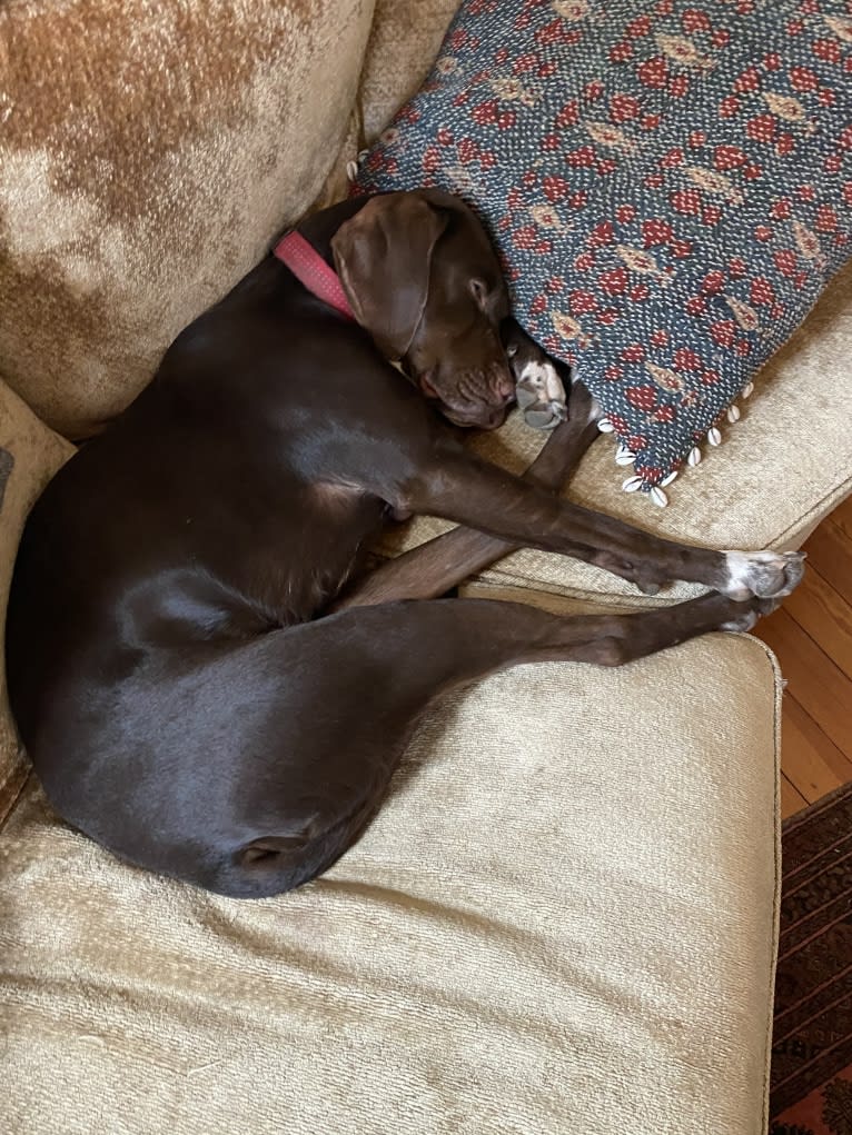 Franklin Hans Neidermeyer, a Pointer and German Shorthaired Pointer mix tested with EmbarkVet.com