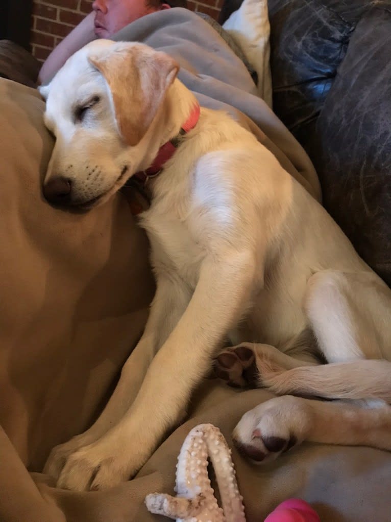 Ella, a Labrador Retriever and Siberian Husky mix tested with EmbarkVet.com