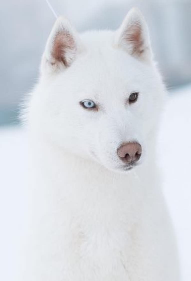 Onyx, a Siberian Husky tested with EmbarkVet.com